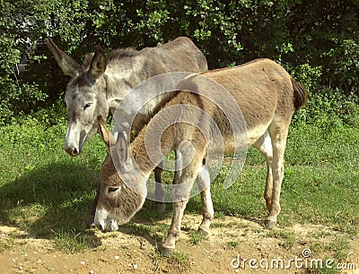 Donkey 10 Stock Photo