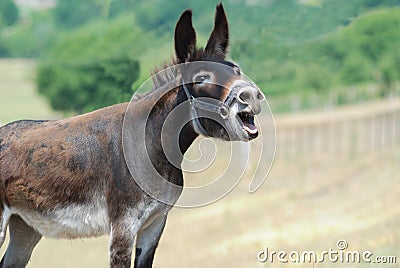 Donkey Stock Photo