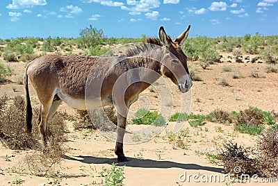 Donkey Stock Photo