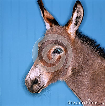 Donkey Stock Photo
