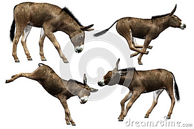 Donkey Stock Photo