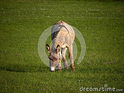 Donkey Stock Photo