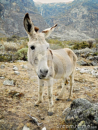 Donkey Stock Photo