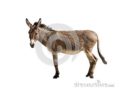 Donkey Stock Photo