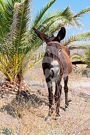 Donkey Stock Photo