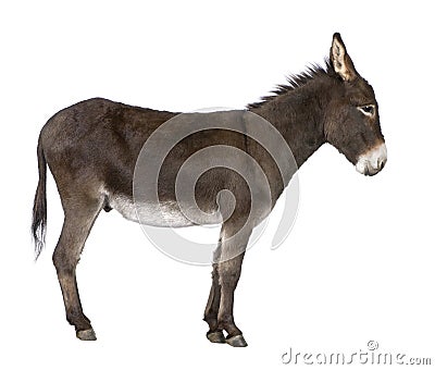 Donkey ( 4 years) Stock Photo
