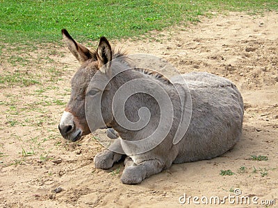 Donkey Stock Photo