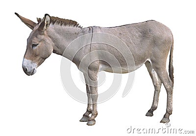 Donkey Stock Photo