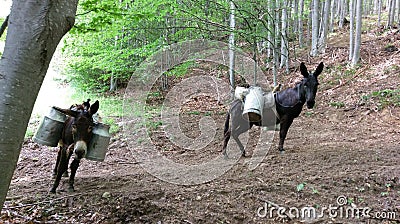 Donkey and horse in forest Stock Photo