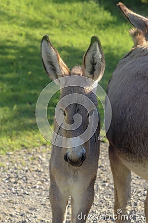 A Donkey Baby in Carona Italy Stock Photo
