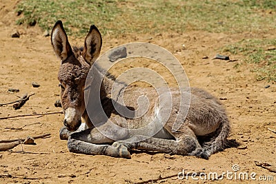 Donkey baby at the farm land countryside Stock Photo