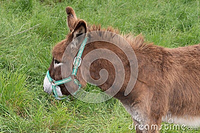 Donkey brown at RÃ© Island in south west France Stock Photo