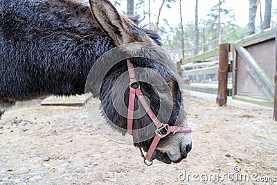 Donkey brown is sad in the paddock. Red reins for riding on the head. Shaggy pet in the corral. Stock Photo