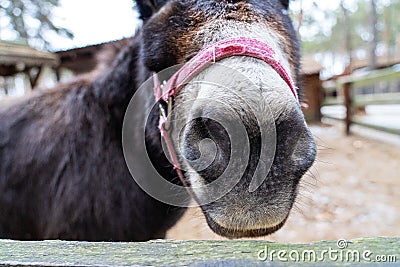 Donkey brown is sad in the paddock. Red reins for riding on the head. Shaggy pet in the corral. Donkey nose and mouth Stock Photo