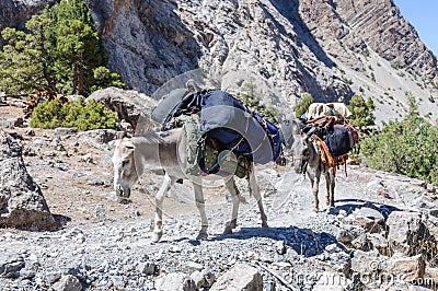 Donkey caravan in mountains of Tajikistan Stock Photo