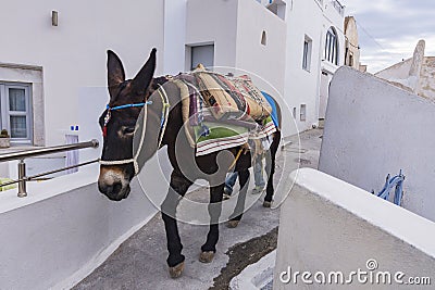 Donkeys walking, Greece Editorial Stock Photo