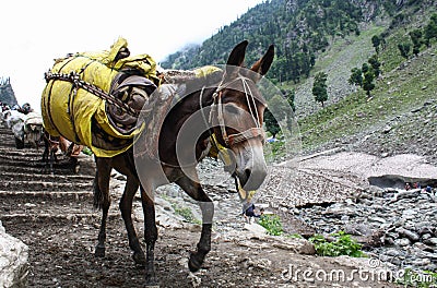 Donkey carrying heavy supplies and luggage Stock Photo