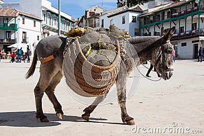 Donkey carrying a sunflower in chinchon near madrid. Stock Photo