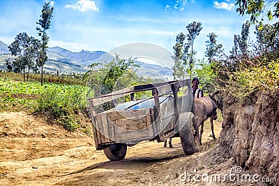 Donkey cart on village path Editorial Stock Photo