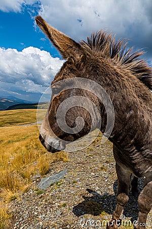 Donkey close up Stock Photo