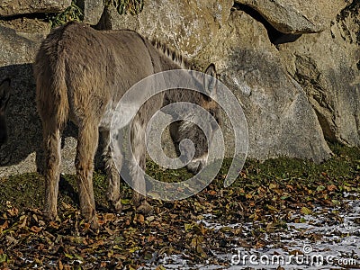 donkey close up in winter Stock Photo