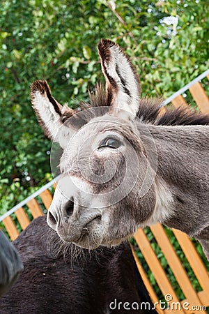 Donkey Stock Photo