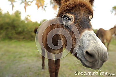 Donkey Stock Photo