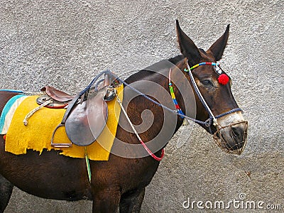 Donkey. Santorini island. Stock Photo