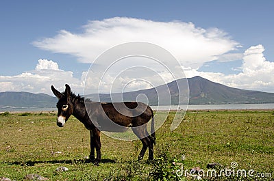 Donkey Stock Photo