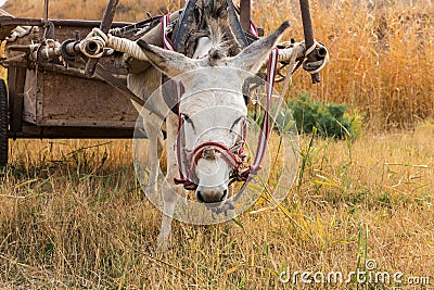 Donkey eats dry grass in the pasture, donkey head Stock Photo