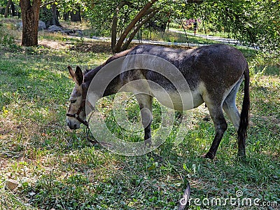 A donkey eats grass on a lawn in a recreation park Stock Photo