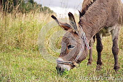 a donkey eats grass in a meadow Breakfast for animals on a farm Stock Photo