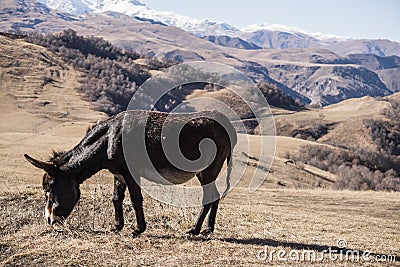 The donkey eats yellowed grass in the autumn mountains Stock Photo