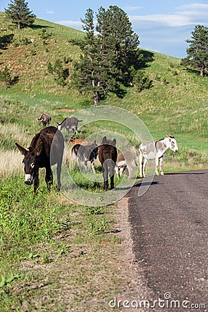 Donkey Family Next to the Road Stock Photo