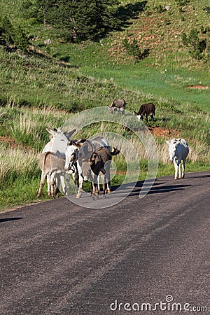 Donkey Family in the Road Stock Photo