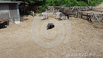 Donkey farm. Aerial drone view over many donkeys standing and lying in corral Editorial Stock Photo