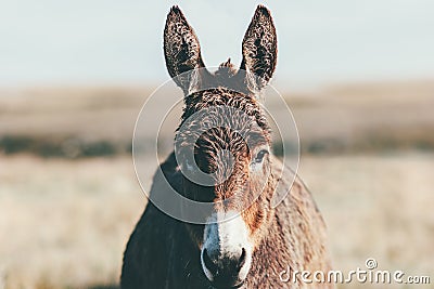 Donkey Farm Animal brown colour at prairie close up head Stock Photo