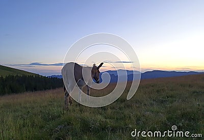 A donkey farm animal walks on a mountain meadow with tall grass at sunset. Stock Photo