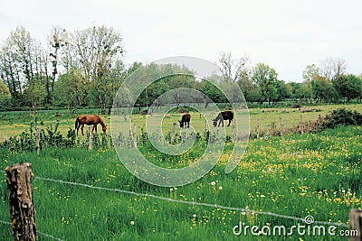 Donkey farm in Village of Mailly-le-Chateau, Bourgogne region, France Stock Photo