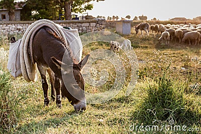 Donkey and Flock of Sheep Grazing Stock Photo