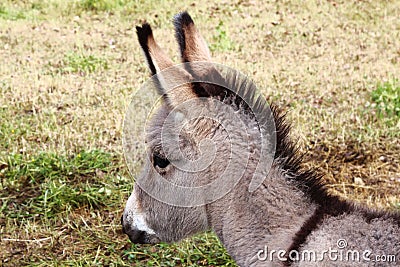 Donkey foal in ChÃ¢teau Ville-Vieille, France Stock Photo