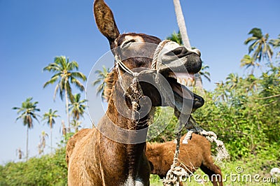 Donkey Funny Animals Stock Photo