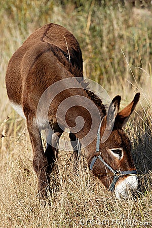 Donkey grazing Stock Photo