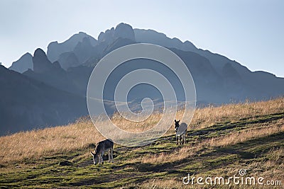 Donkey grazing in Ciucas, mountain silhoette in the background Stock Photo