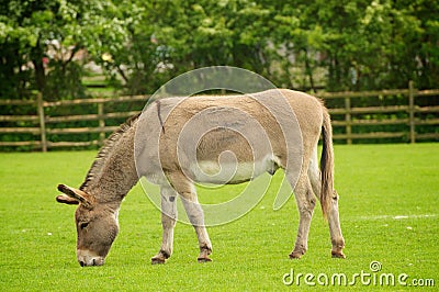 Donkey Stock Photo