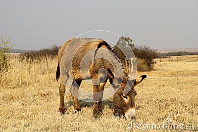 Donkey grazing in a field on a farm. Stock Photo