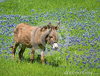 Donkey grazing on Texas bluebonnet pasture Stock Photo