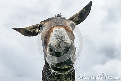 Donkey head close-up taken by downside Stock Photo