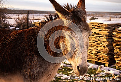 close-up head donkey in the meadow Stock Photo