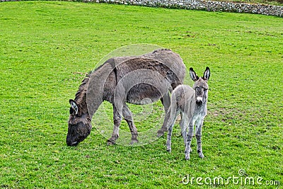 Donkey and her baby Foal Stock Photo